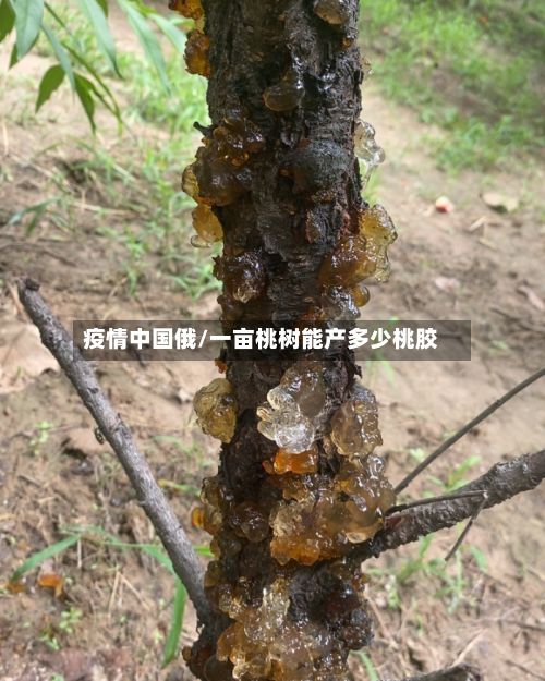 疫情中国俄/一亩桃树能产多少桃胶